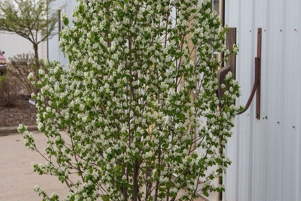 Serviceberry, Standing Ovation 2 gal