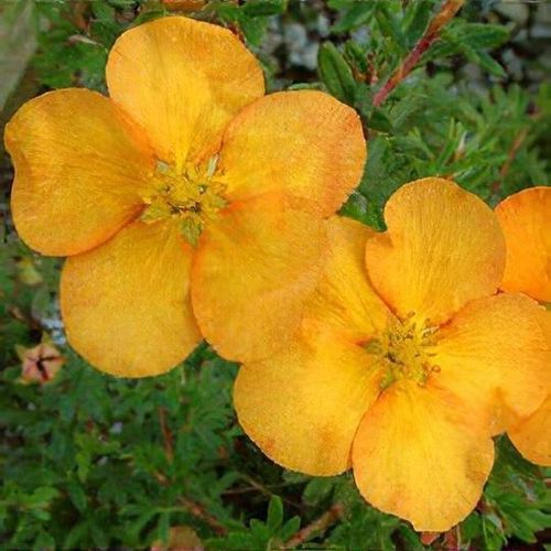 Potentilla, Tangerine 5 gal