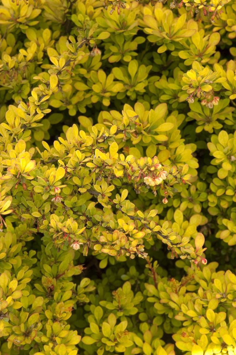Barberry, Sunsation  2 gal