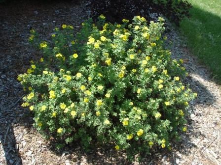 Potentilla, Dakota Goldrush 12&quot;