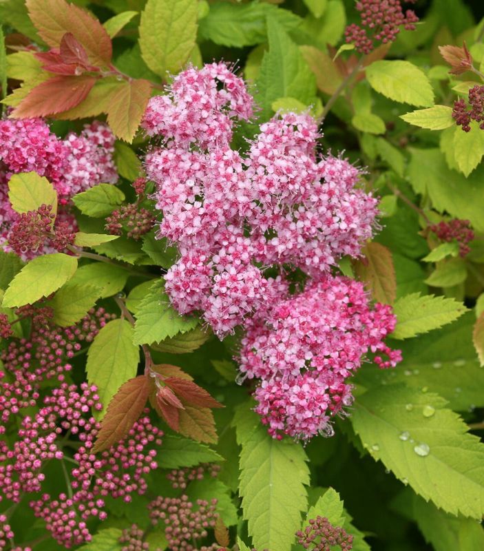 Spirea, Double Play Big Bang 5 gal