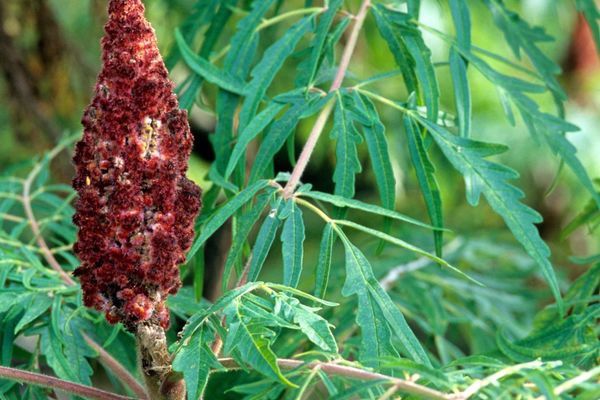 Sumac, Cutleaf Smooth 12&quot;