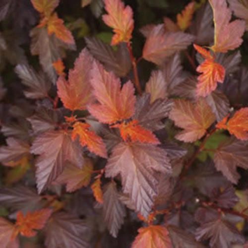 Ninebark, Coppertina 2 gal
