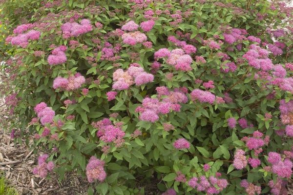 Spirea, Superstar 9&quot;
