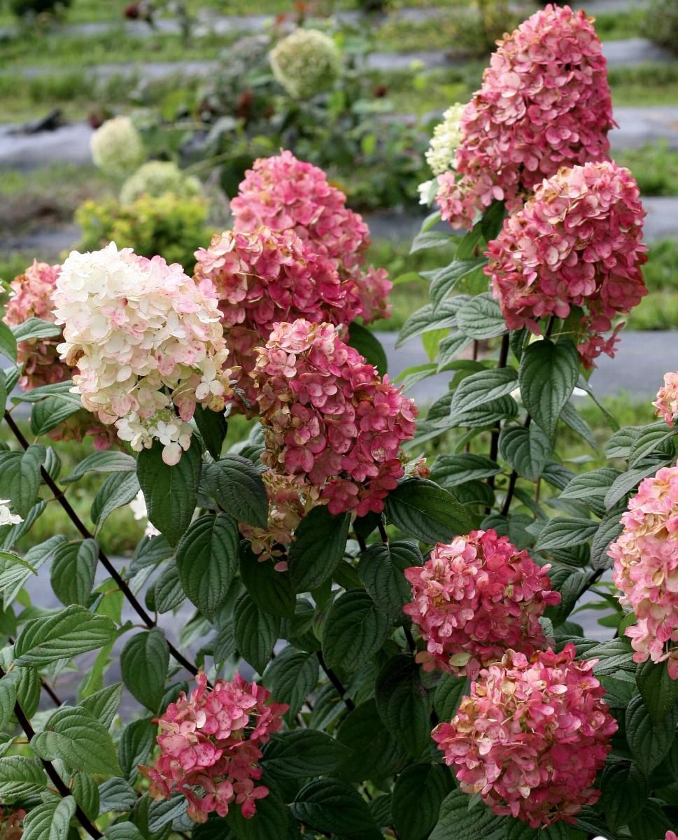Hydrangea, Fire Light 2 gal