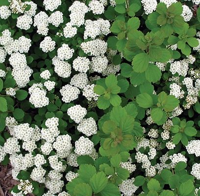 Spirea, Tor Birchleaf 1 gal