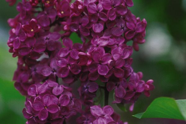 Lilac, Ludwig Spaeth 24"