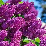 Lilac, Congo 4 gal
