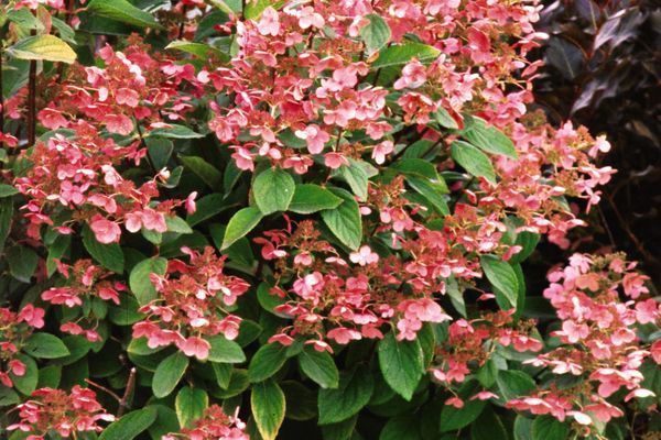Hydrangea, Quick Fire 5 gal