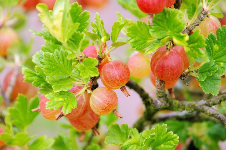 Gooseberry, Pixwell 1 gal.