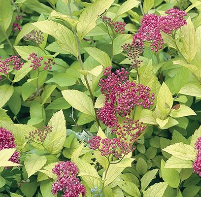 Spirea, Goldmound 9"