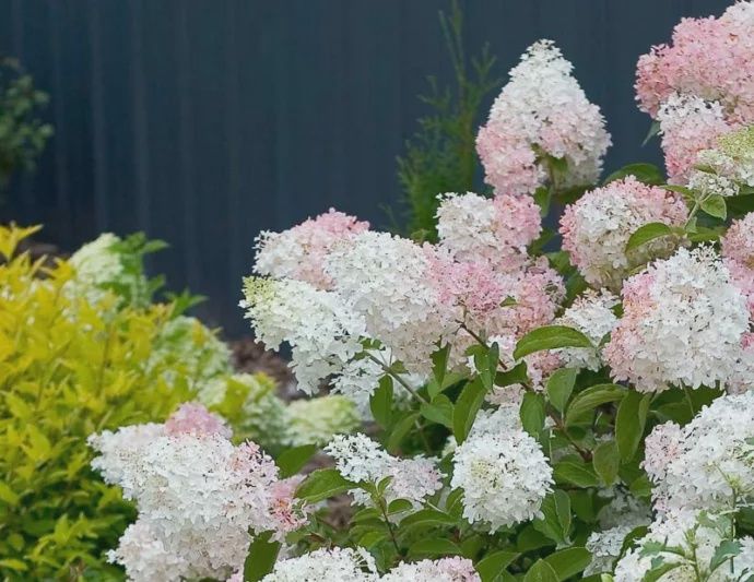 Hydrangea, Little Lamb 12&quot;