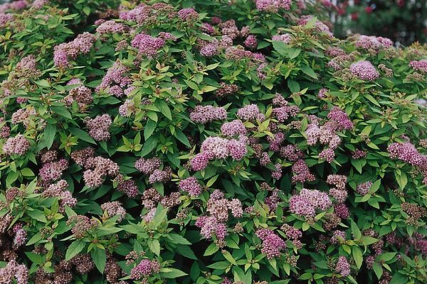 Spirea, Dakota Goldcharm 12"