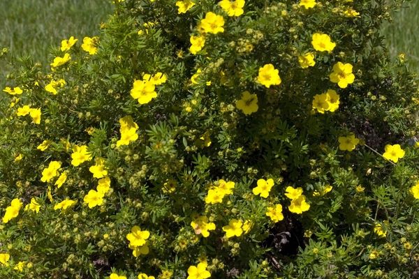 Potentilla, Dakota Sunspot 9&quot;