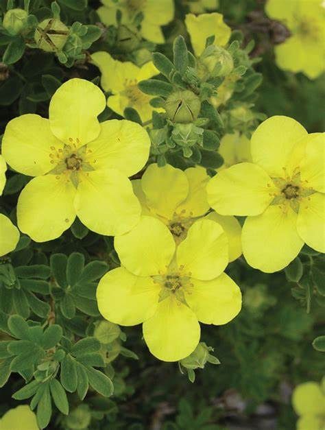 Potentilla, Yellow Gem 9&quot;