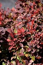 Barberry, Golden Ruby 2 gal