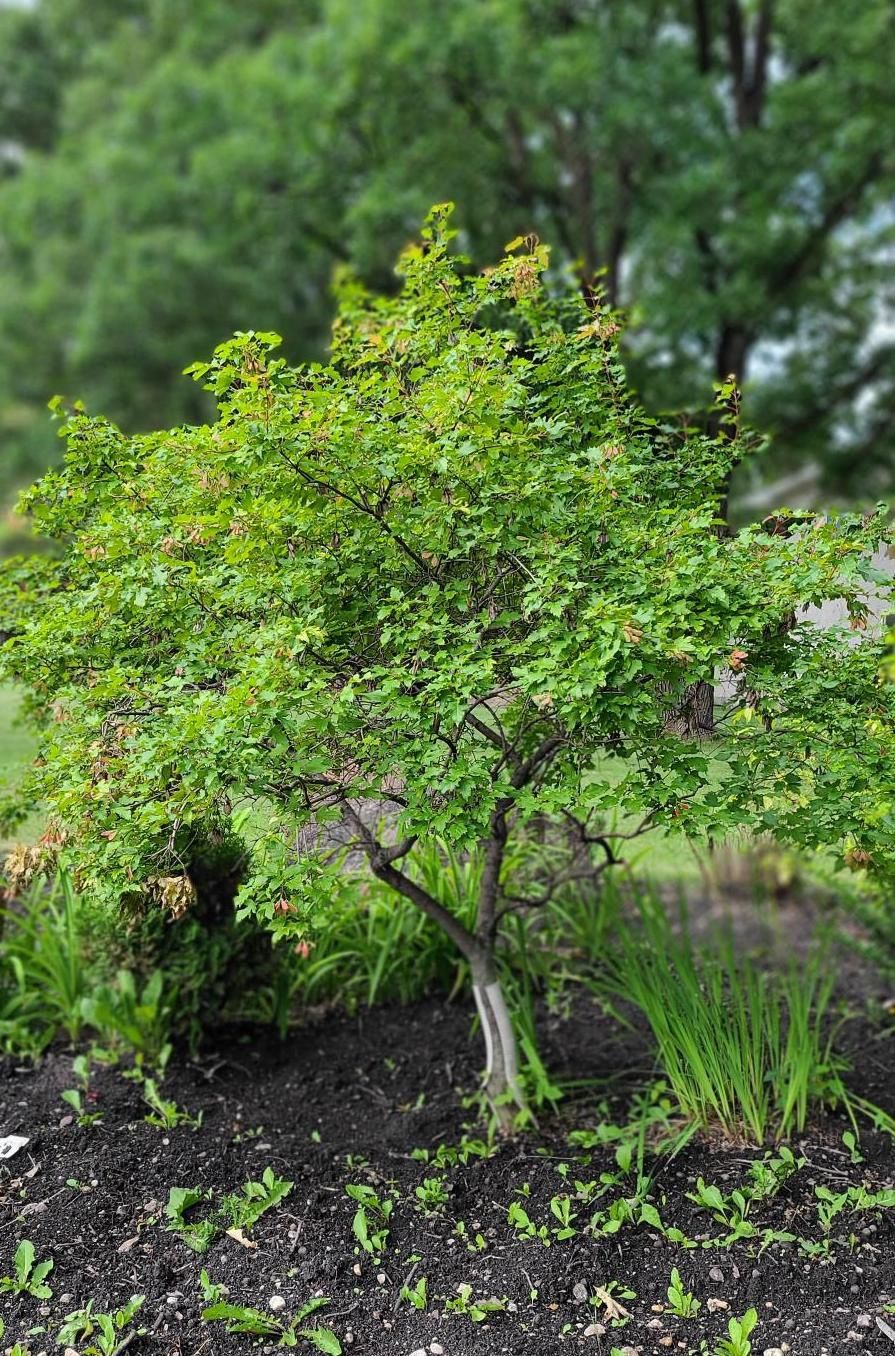 Maple, Emerald Elf Amur 2 gal