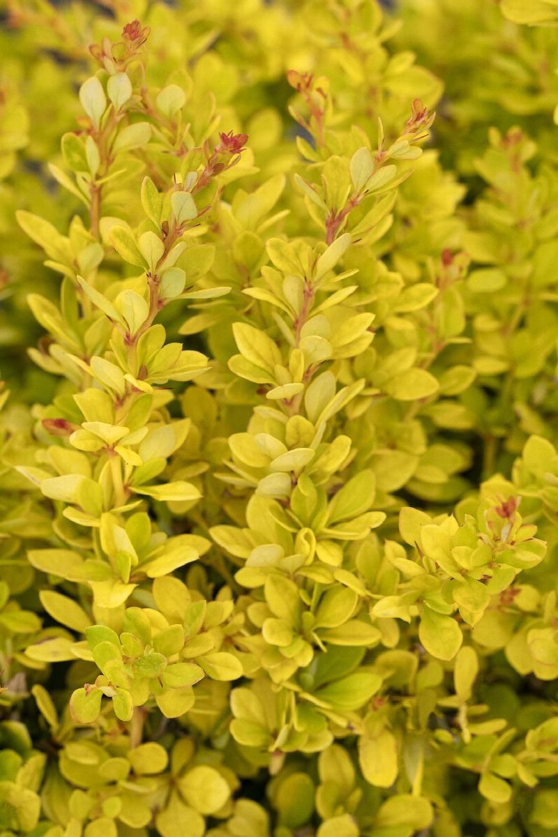 Barberry, Golden Nugget 2 gal