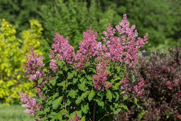 Lilac, Pinktini 5 Gal