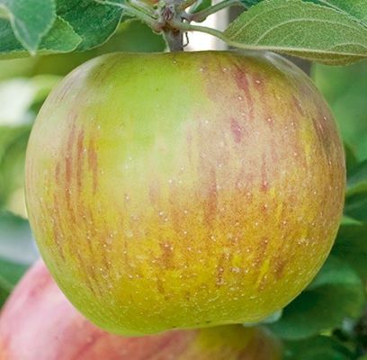 Apple, Red Duchess 11/16&quot;