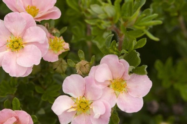 Potentilla, Pink Beauty 5 gal
