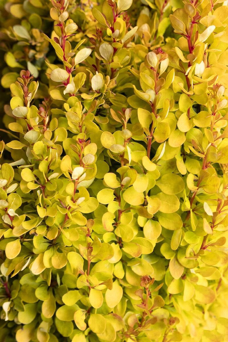 Barberry, Golden Rocket 5 gal