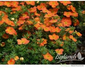 Potentilla, Red Ace 2 gal