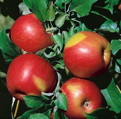 Apple, Sweet Sixteen 1&quot;