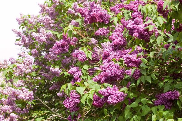 Lilac, Monge 3 gal