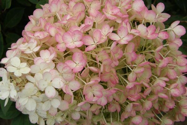 Hydrangea, Bobo 2 gal