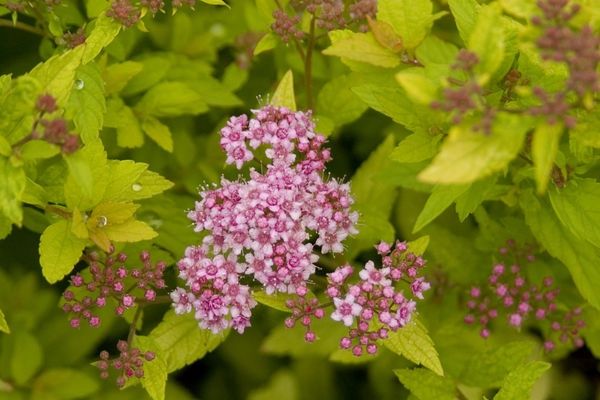 Spirea, Sundrop 2 gal