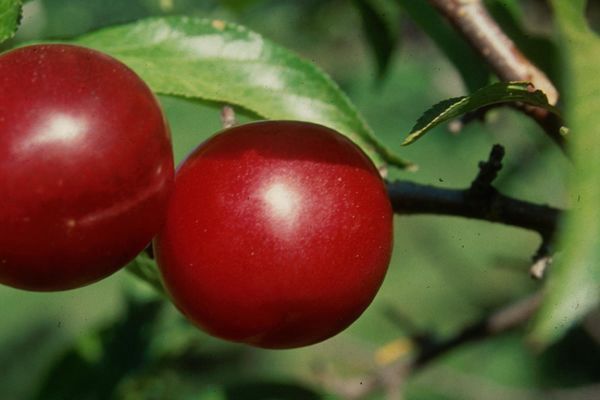 Plum, Toka 11/16&quot;