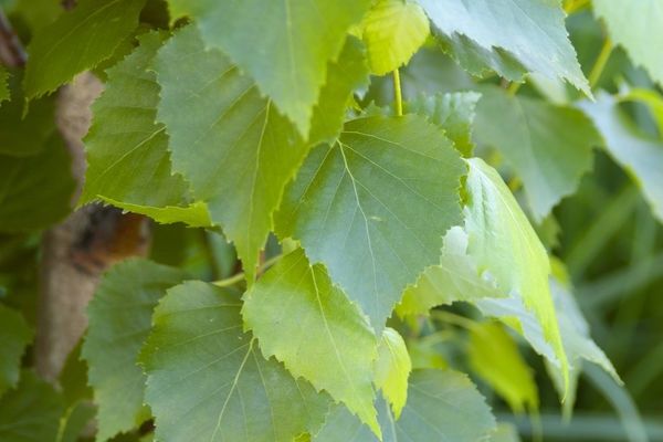 Birch, Parkland Pillar 7 gal