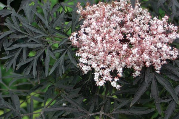 Elderberry, Black Lace 2 gal