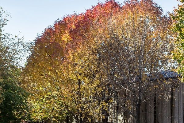 Ash, Autumn Purple 25Gal