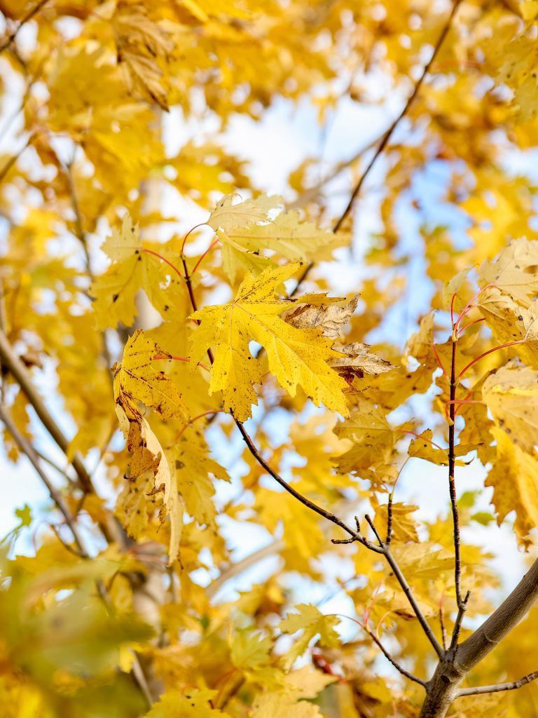 Maple, Silver Cloud 1&quot;