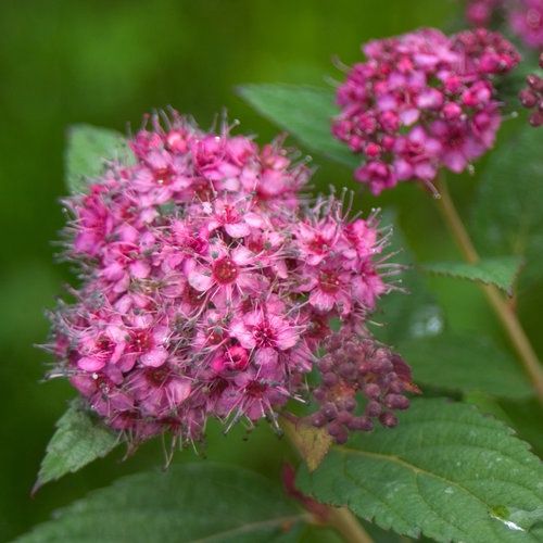 Spirea, Double Play Artisan 3 gal