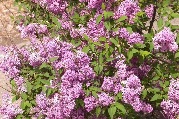 Lilac, Saugeana Hedge 18&quot; (2yr)