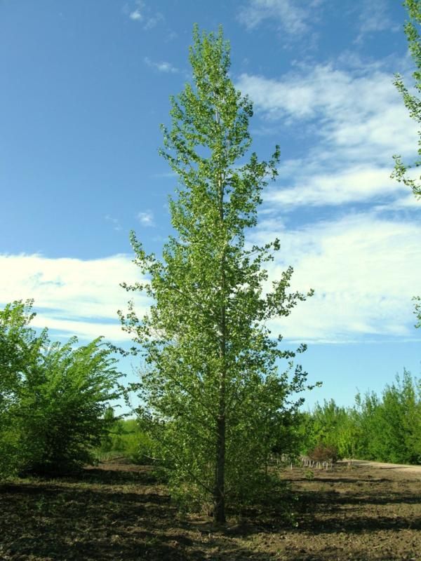 Poplar, Sundancer 10 gal