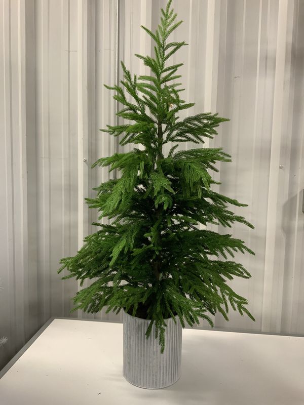 Tree, Potted Norfolk Pine 50&quot; green