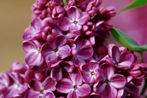 Lilac, Yankee Doodle 3 gal