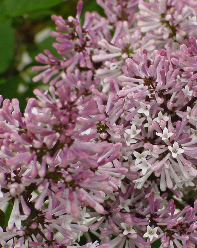 Lilac, Miss Kim 7 gal