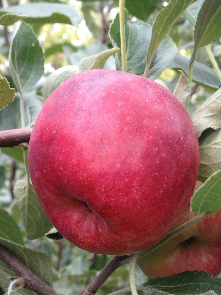 Apple, September Ruby 10 gal.