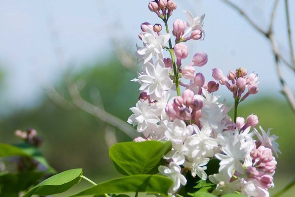 Lilac, Beauty of Moscow 2 gal