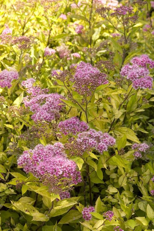 Spirea, Limemound 2 gal