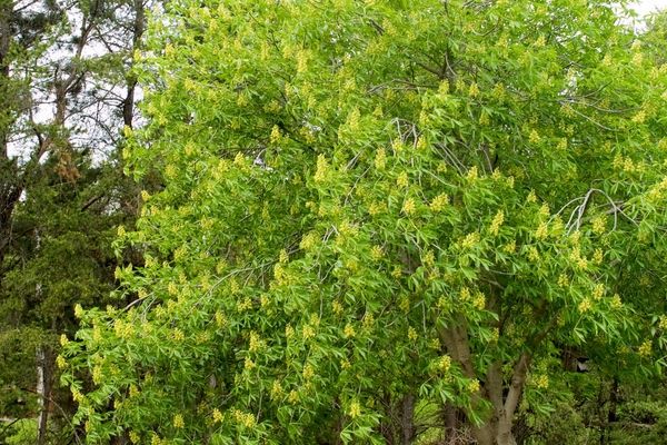 Buckeye, Ohio 5&#39;