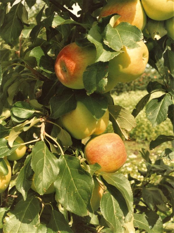 Apple, Norkent 7 gal.