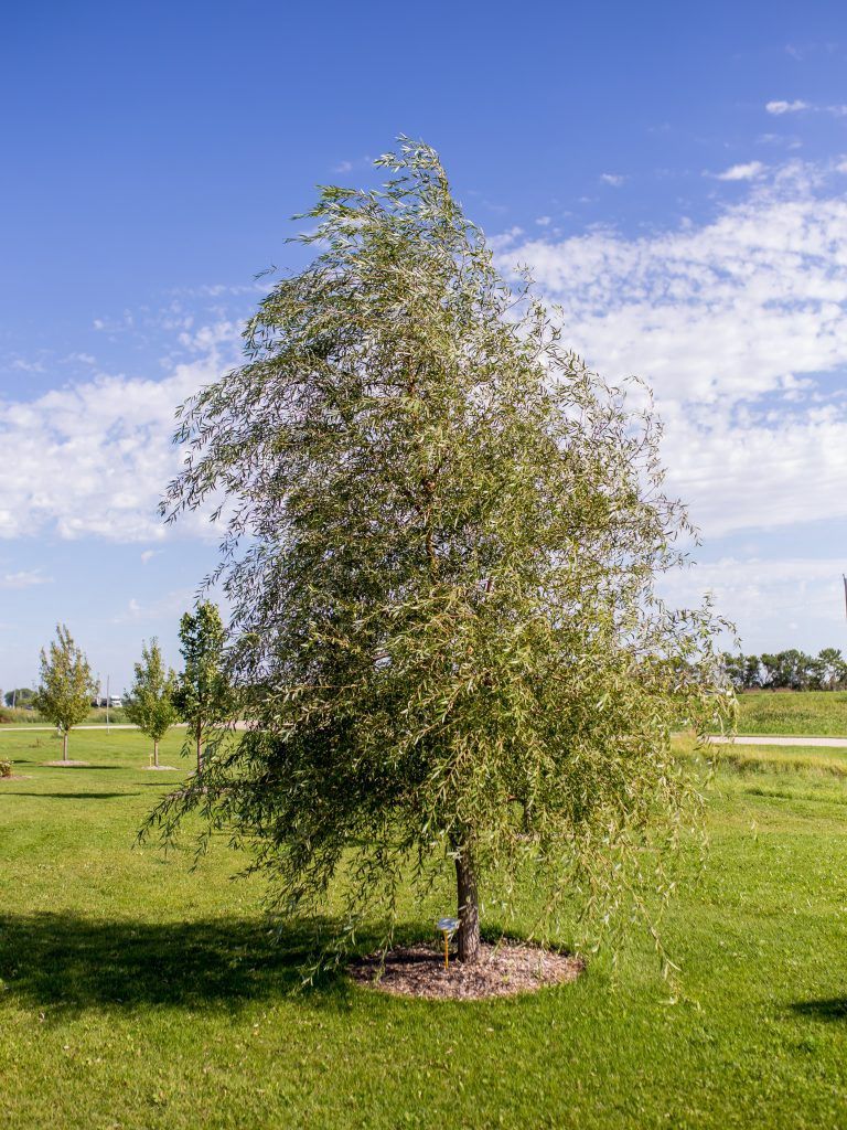 Willow, Weeping Lace 5 gal