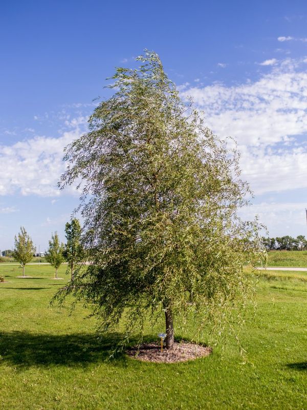 Willow, Weeping Lace 5 gal