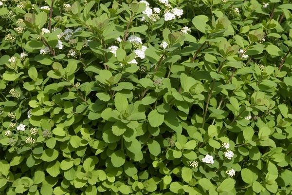 Spirea, Tor Birchleaf 2 gal